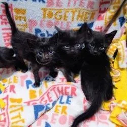 A baby small-sized male Black Domestic Short Hair cat named Flash for adoption in West Palm Beach, FL