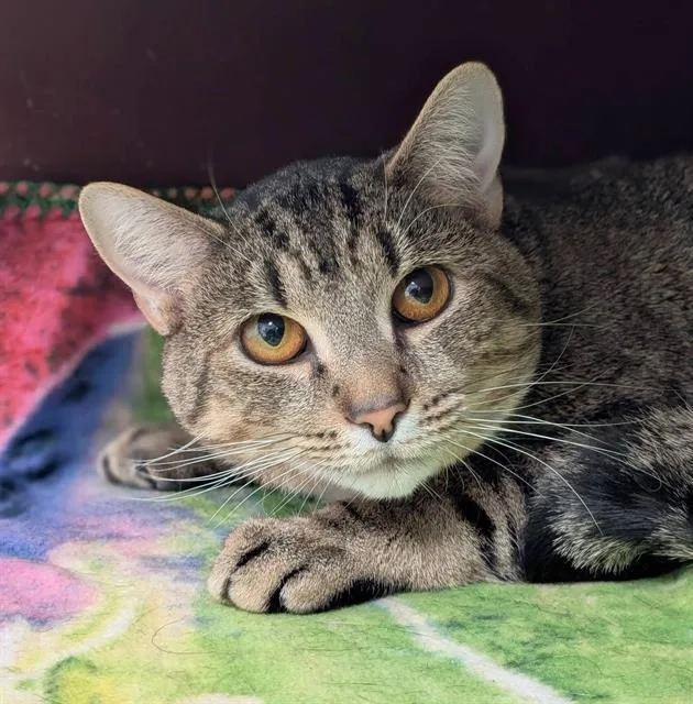 A young medium-sized male Domestic Short Hair cat named Buddy for adoption in Canfield, OH