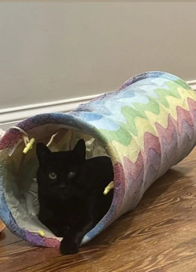 A young medium-sized male Black Domestic Short Hair cat named Trusty Trinket for adoption in Alexandria, VA