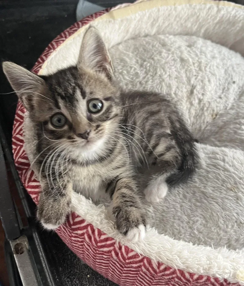 A baby medium-sized female Domestic Short Hair cat named Maggie for adoption in Orlando, FL