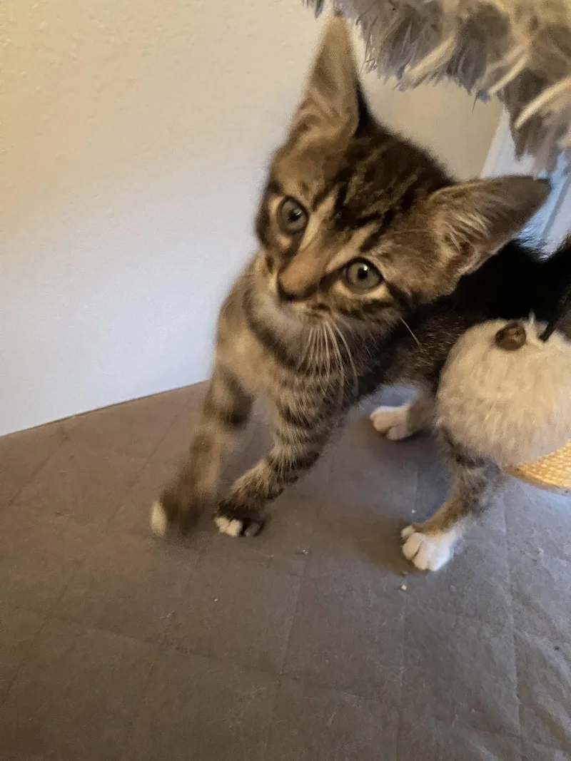 Maggie thumbnail 3