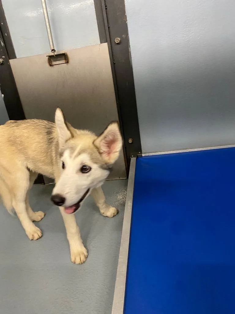 A baby medium-sized male Husky dog named Rugger for adoption in Cartersville , GA
