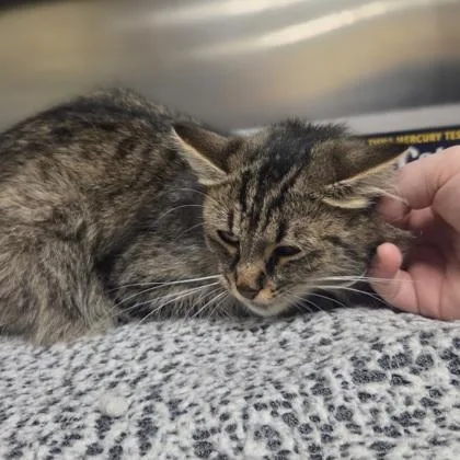 A young medium-sized female Domestic Medium Hair cat named Razzle Dazzle for adoption in Westland, MI