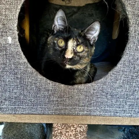 An adult medium-sized female Domestic Short Hair cat named Binx for adoption in Davie, FL