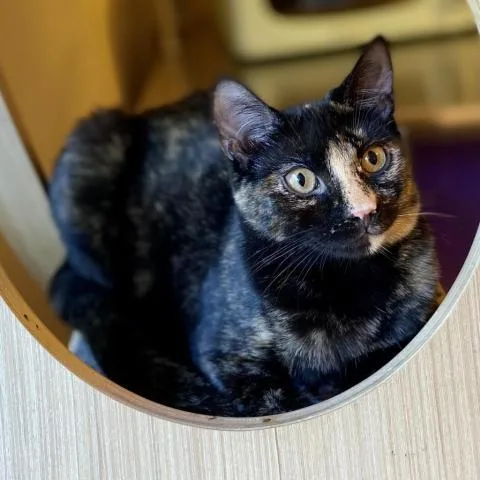 Binx thumbnail 2