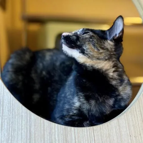 Binx thumbnail 3