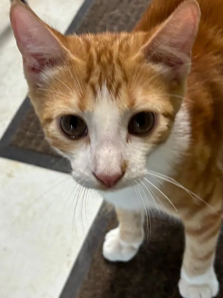 A young medium-sized male Domestic Short Hair cat named Rusty De. for adoption in Peoria, IL