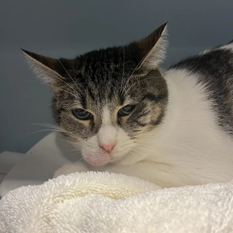 An adult medium-sized female White Domestic Short Hair cat named Carrosel for adoption in Chattanooga, TN