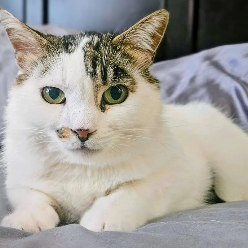 A young medium-sized male Domestic Short Hair cat named Patchy  Rancho Cucamonga for adoption in Yorba Linda, CA