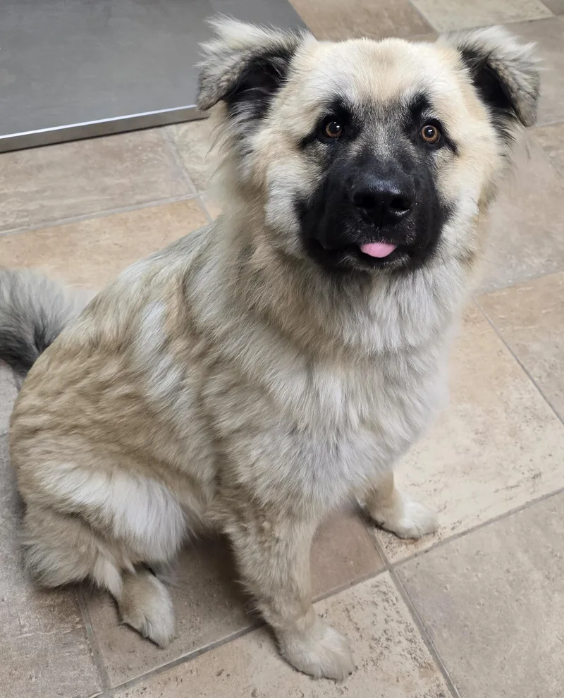 A baby extra large-sized male Great Pyrenees dog named Hugo for adoption in Brainerd, MN