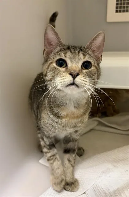 A baby small-sized female Domestic Short Hair cat named Honeycomb for adoption in Statesville, NC
