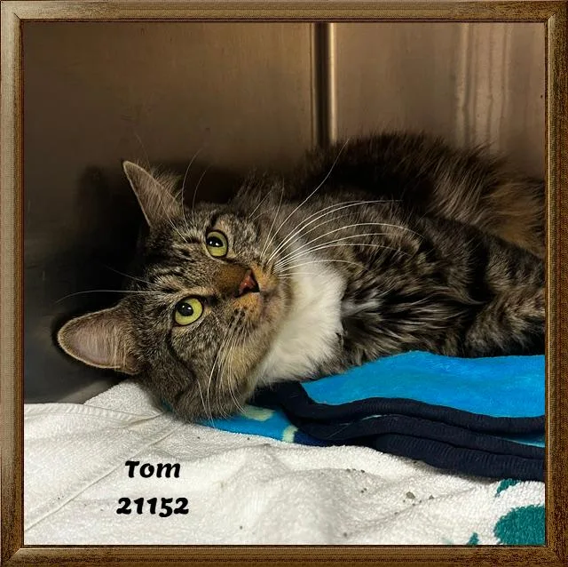 Tom