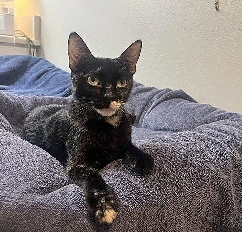 A young medium-sized female Tortoiseshell Domestic Short Hair cat named Tian the Protector for adoption in Tampa, FL