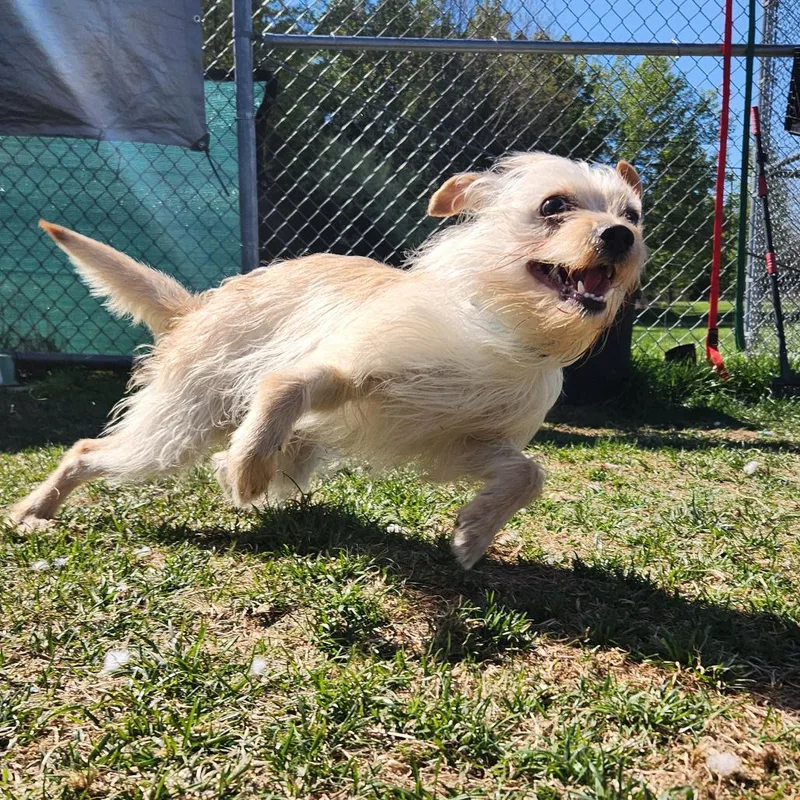An adult small-sized male Yellow / Tan / Blond / Fawn Wirehaired Terrier dog named Frederick for adoption in Harrisonburg, VA