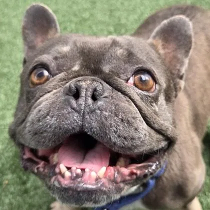 Freddie Mercury thumbnail 2