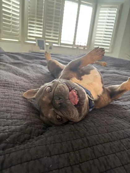 Freddie Mercury thumbnail 3