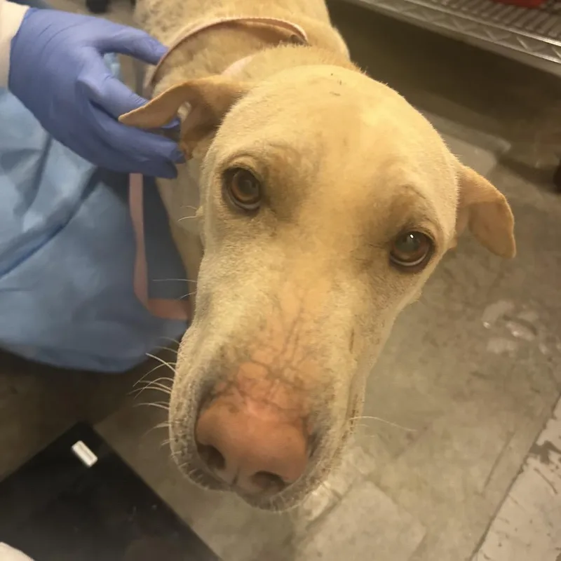 A young medium-sized female Yellow / Tan / Blond / Fawn Mixed Breed dog named Galaxy for adoption in Park City, UT