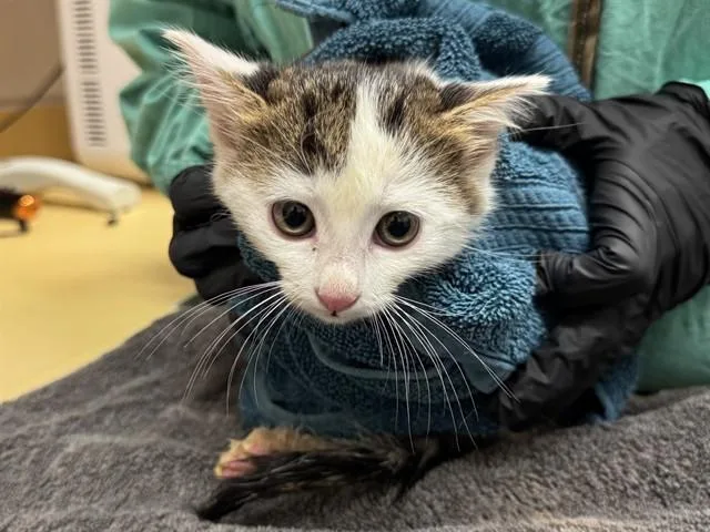 A baby medium-sized female Domestic Short Hair cat named Bambi for adoption in Colorado Springs, CO