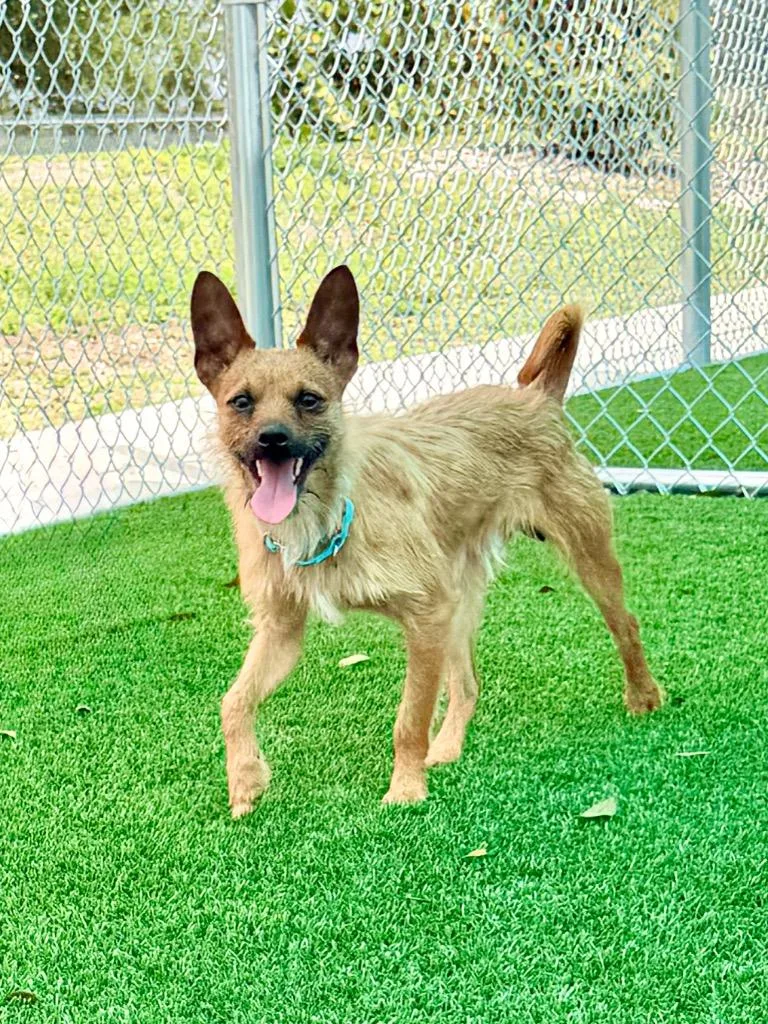 A young small-sized male Wirehaired Terrier dog named Canelo for adoption in Cape Coral, FL
