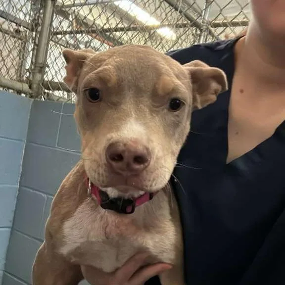 A young small-sized female Yellow / Tan / Blond / Fawn Mixed Breed dog named Judy for adoption in Gadsden, AL