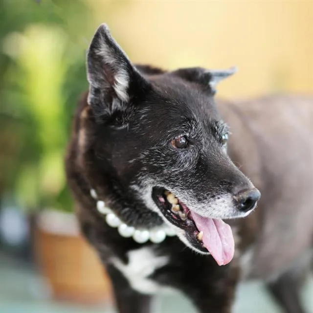 A senior medium-sized female German Shepherd Dog dog named Dakota for adoption in Albuquerque, NM