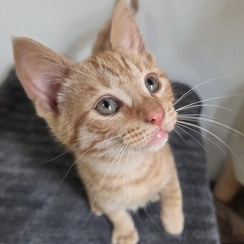 A baby medium-sized male Tabby (Orange / Red) Tabby cat named Francis for adoption in Manistique, MI