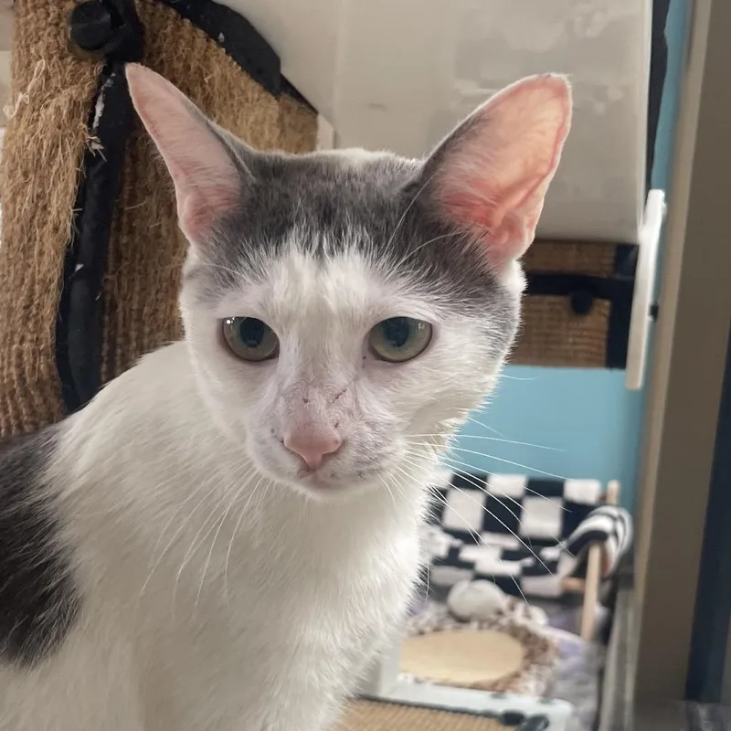 A young medium-sized female Black Domestic Short Hair cat named Longstart for adoption in Chicago, IL
