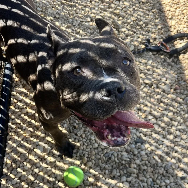 An adult medium-sized male Gray / Blue / Silver Mixed Breed dog named Libra for adoption in Philadelphia, PA