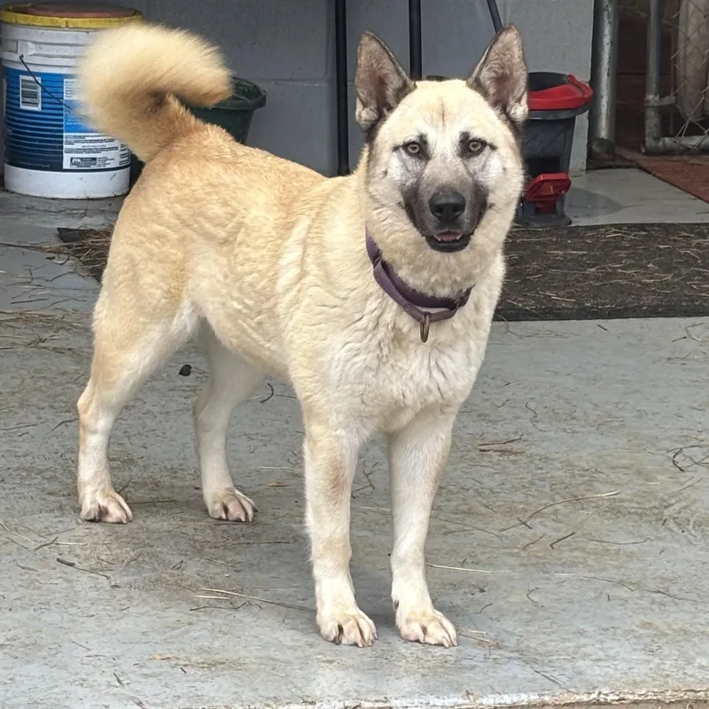 A young medium-sized female Yellow / Tan / Blond / Fawn Mixed Breed dog named Stormy for adoption in Coldspring, TX