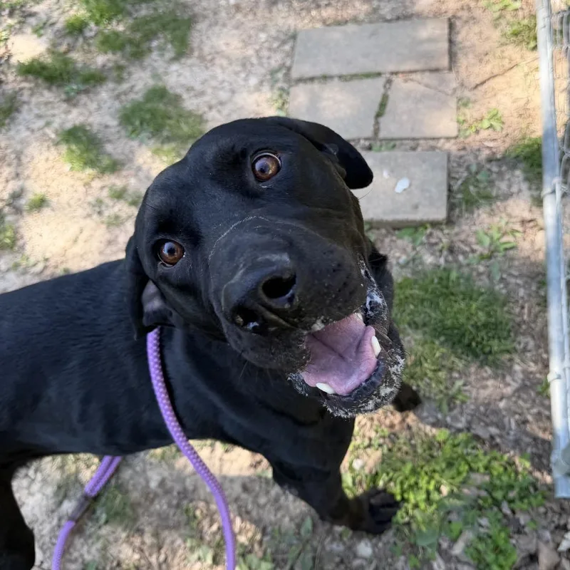 An adult large-sized male Black Mixed Breed dog named Bruno for adoption in Saint Charles, MO