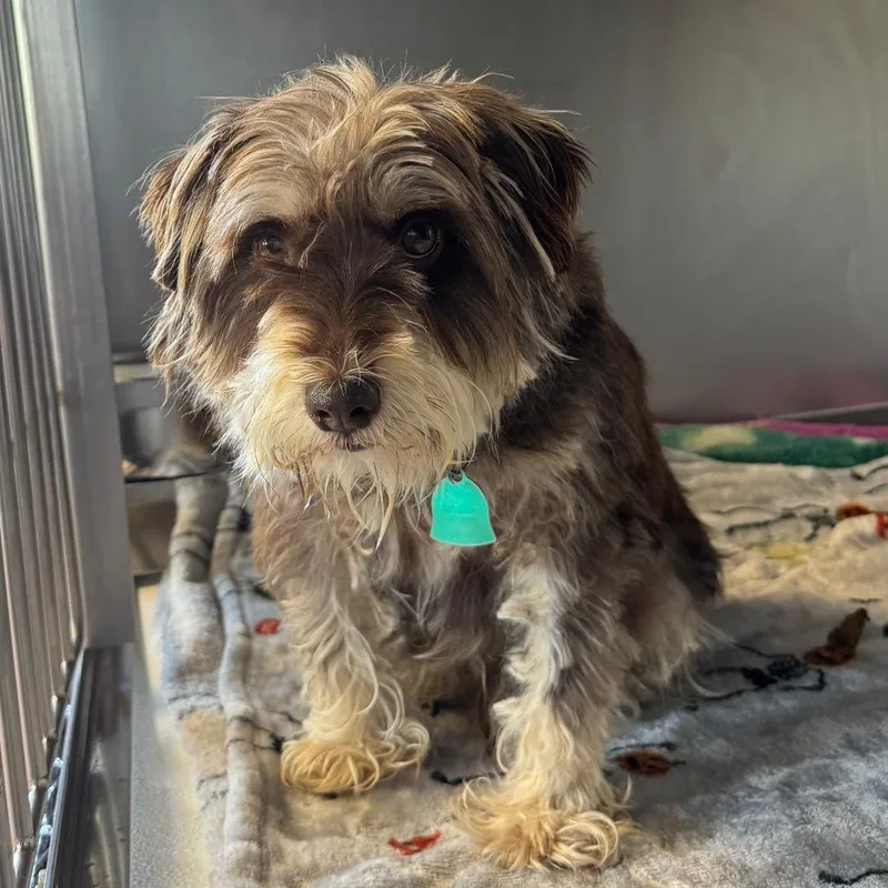 An adult small-sized male Brown / Chocolate Miniature Schnauzer dog named Winston for adoption in Saint Charles, MO