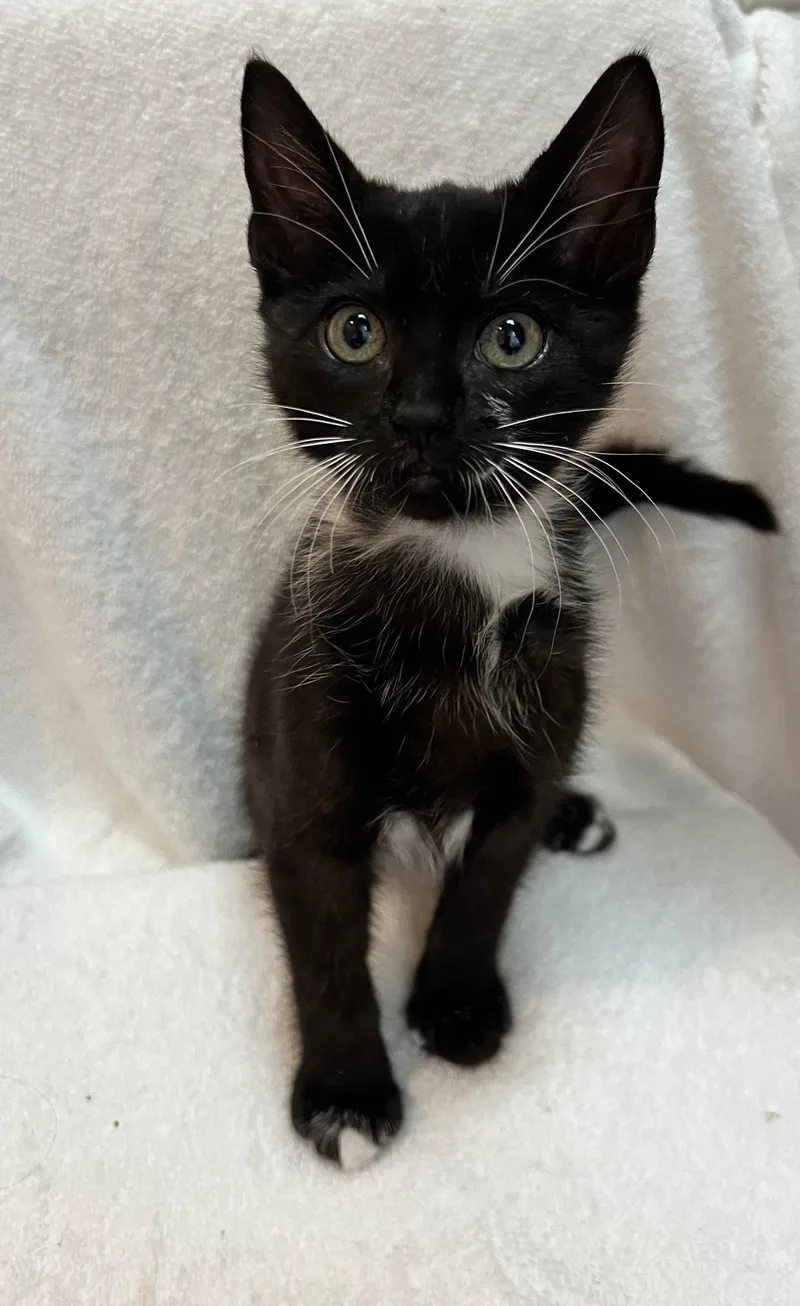 A baby medium-sized female Black & White / Tuxedo Domestic Short Hair cat named Brunella for adoption in Oviedo, FL