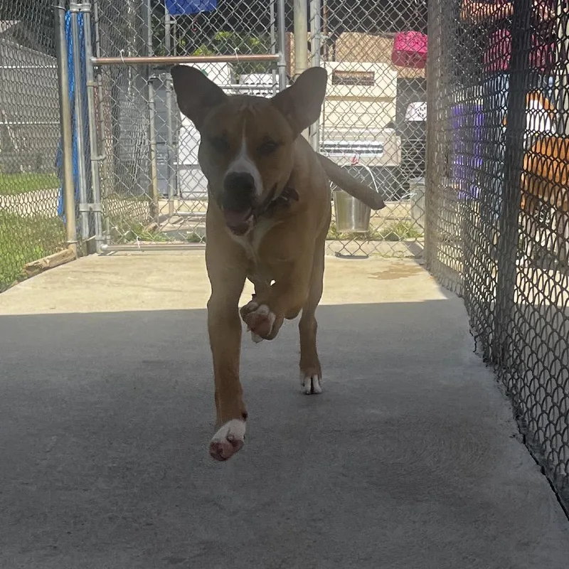 An adult medium-sized male Brown / Chocolate Mixed Breed dog named Gordon Ramsey for adoption in Delaware, OH