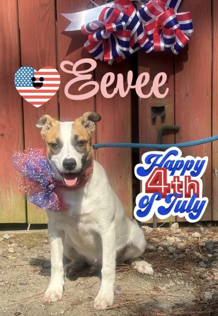 Eevee
