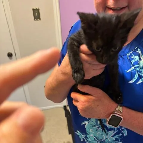 A baby small-sized female Black Domestic Short Hair cat named Nicole for adoption in League City, TX