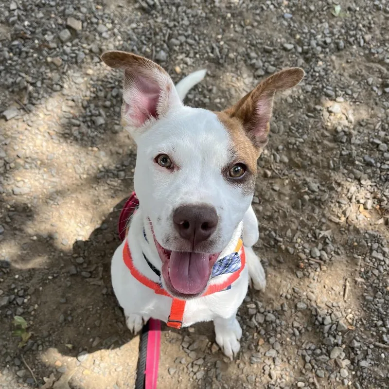 A young medium-sized male White / Cream Mixed Breed dog named Mercutio for adoption in Aldie, VA