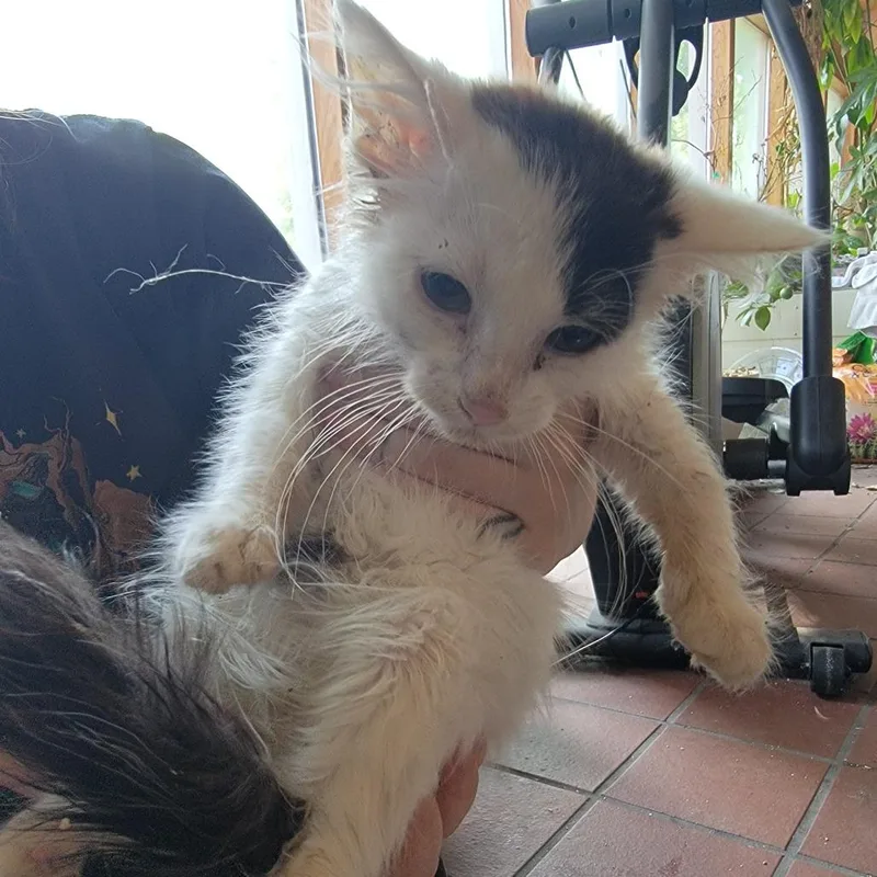 A young small-sized female White Domestic Short Hair cat named Dobby for adoption in Buffalo, WY
