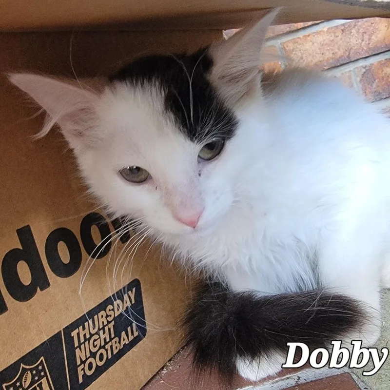 Dobby thumbnail 2