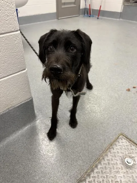 A young medium-sized female Schnauzer dog named Terra for adoption in Indianapolis, IN