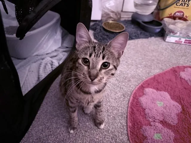 A young medium-sized female Domestic Short Hair cat named Baby for adoption in Colorado Springs, CO
