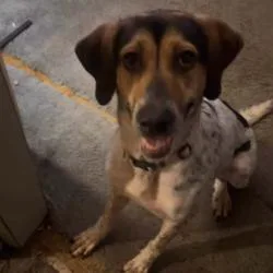 An adult large-sized female White / Cream Hound dog named Nora for adoption in Tulsa, OK