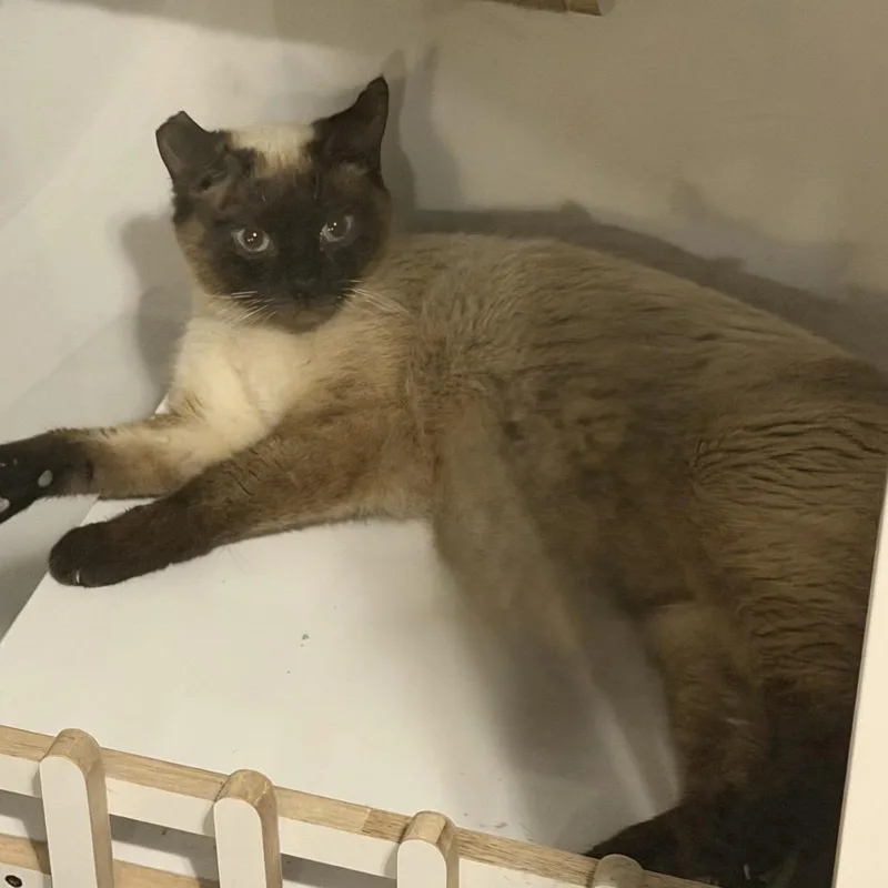 An adult medium-sized female Brown / Chocolate Siamese cat named Annie for adoption in Spokane, WA