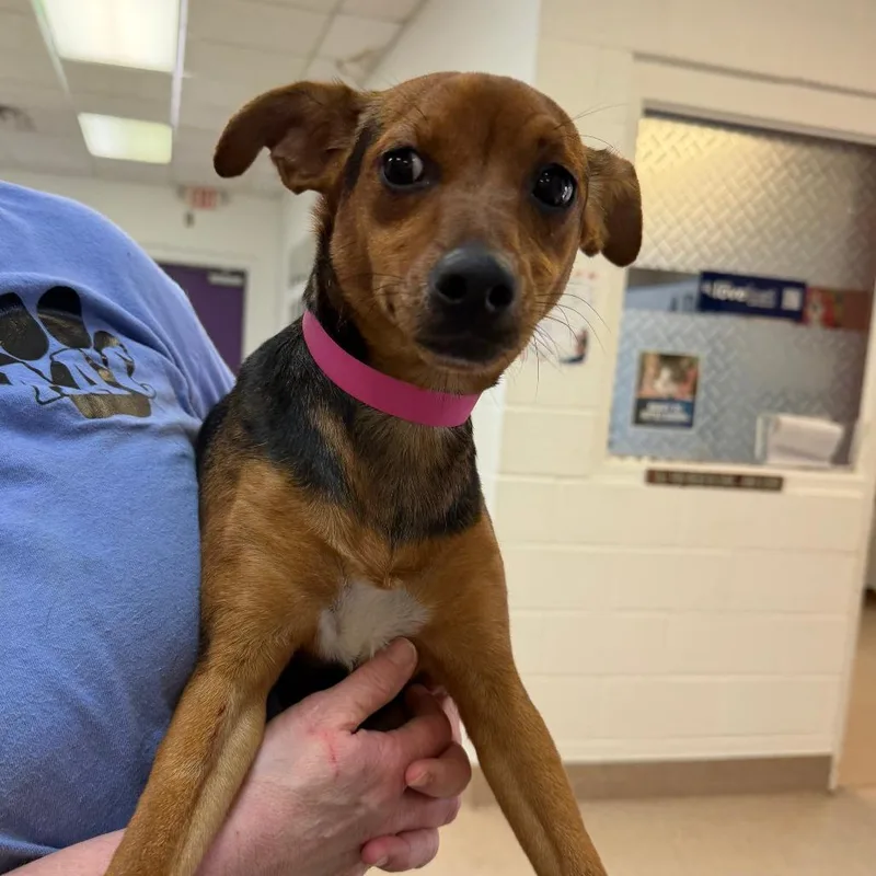A young small-sized female Brown / Chocolate Chihuahua dog named Anna for adoption in Ardmore, OK