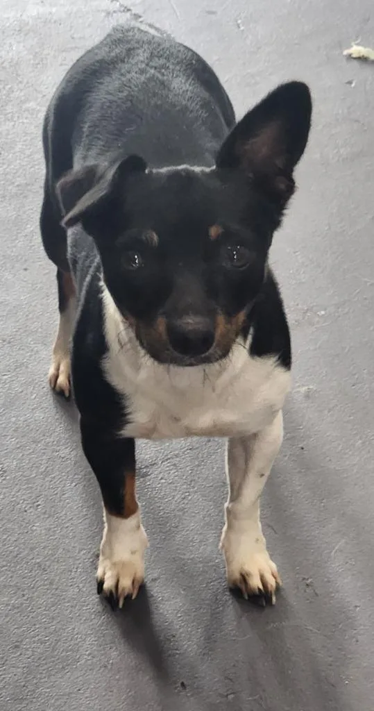 A young small-sized female Jack Russell Terrier dog named Bayla for adoption in Walnutport, PA