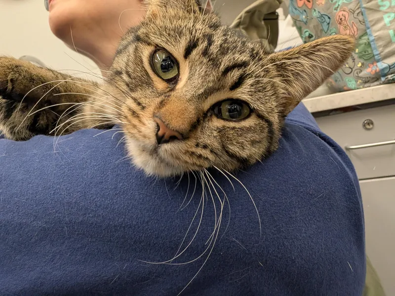 A young medium-sized female Tabby (Brown / Chocolate) Domestic Short Hair cat named Anya for adoption in Grayslake, IL