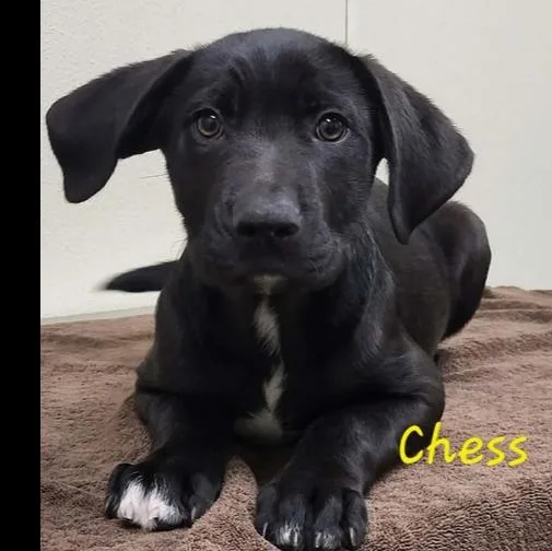 A baby medium-sized male Black Mixed Breed dog named Chess for adoption in Groveland, MA