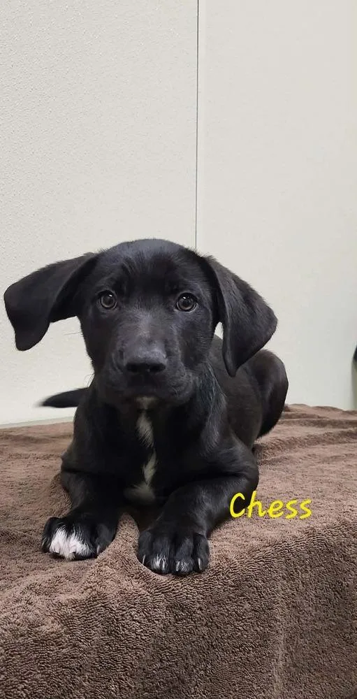 Chess thumbnail 2