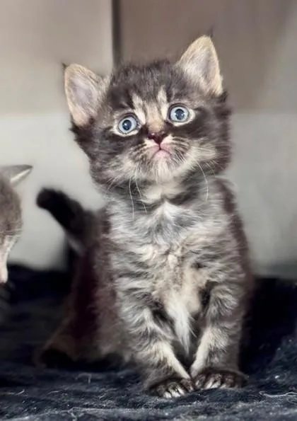 A baby small-sized male Gray & White Domestic Short Hair cat named Lunes for adoption in Bishop, GA