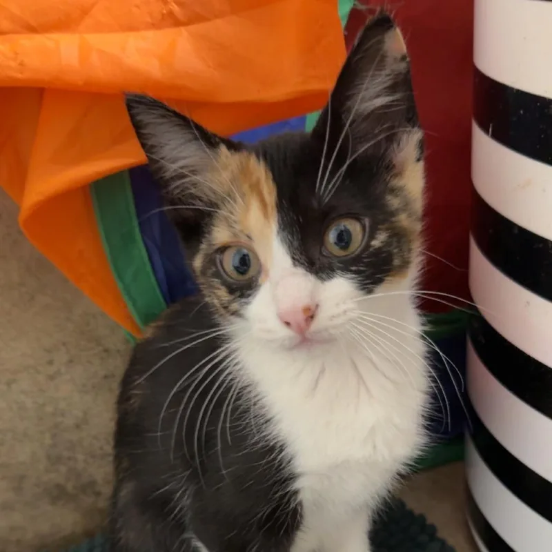 A baby small-sized female Calico Domestic Medium Hair cat named Jolene for adoption in Houston, TX