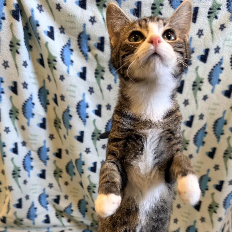 A baby medium-sized female Domestic Short Hair cat named Pip for adoption in Auburn, NE